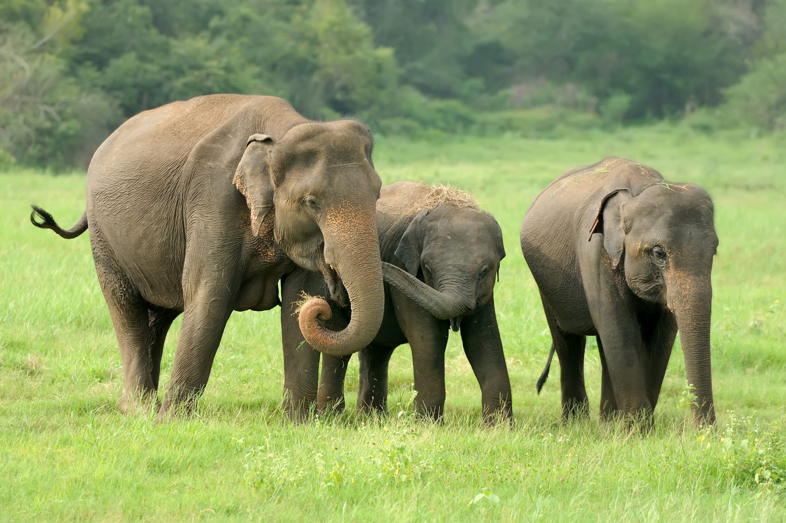 elephants-national The growing wild
